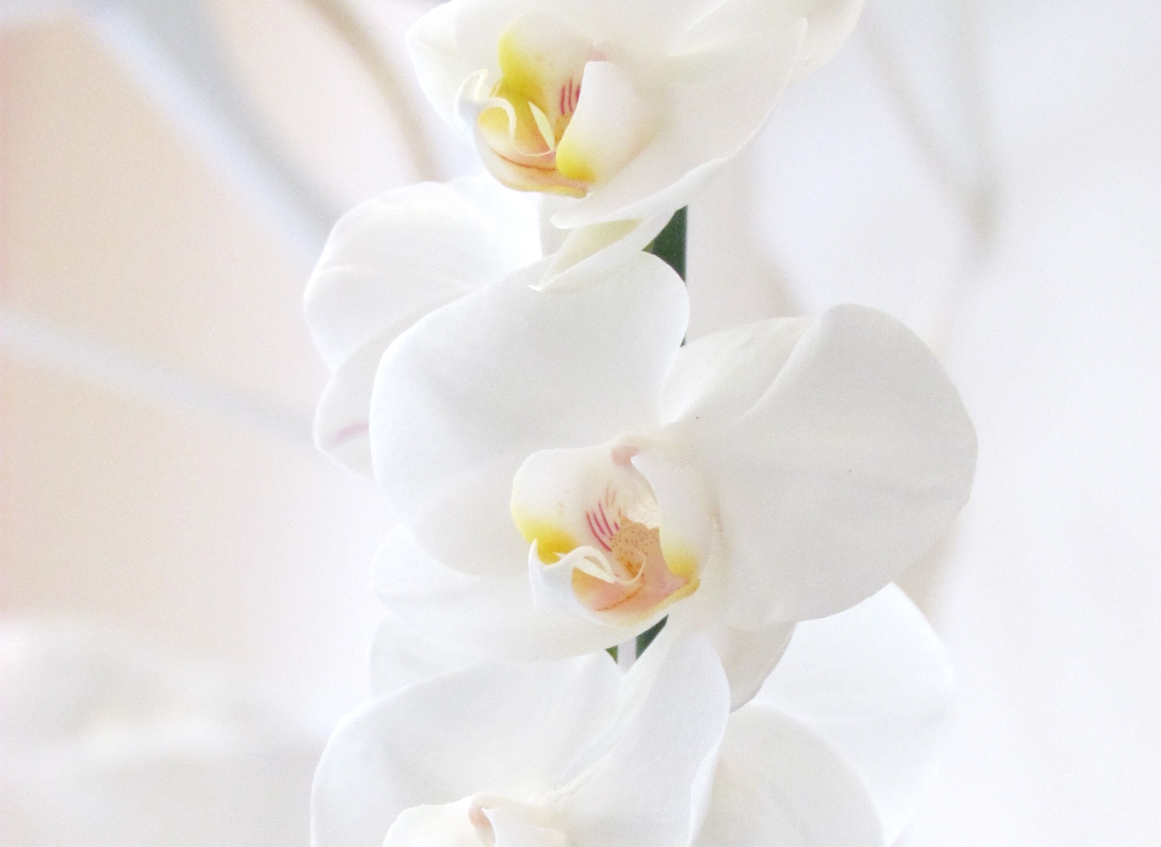 Il significato dei fiori: un’orchidea per ringraziare